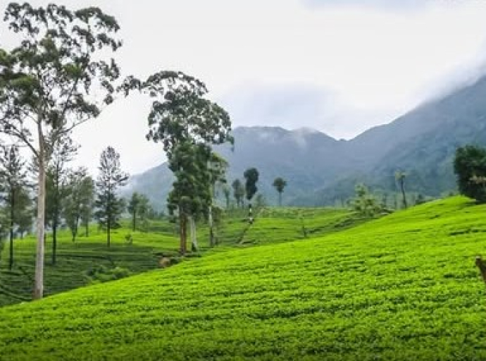 “Ceylon Tea Village” (கொத்தணி தேயிலை கிராமங்கள்) 500 உருவாக்கும் வேலைத்திட்டம் 15 ஆம் திகதி ஆரம்பம்